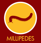 Millipede